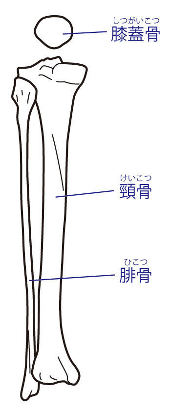 脛骨骨折と後遺障害 東京都で後遺障害 交通事故なら医療資格保有弁護士のハビリス法律事務所へ