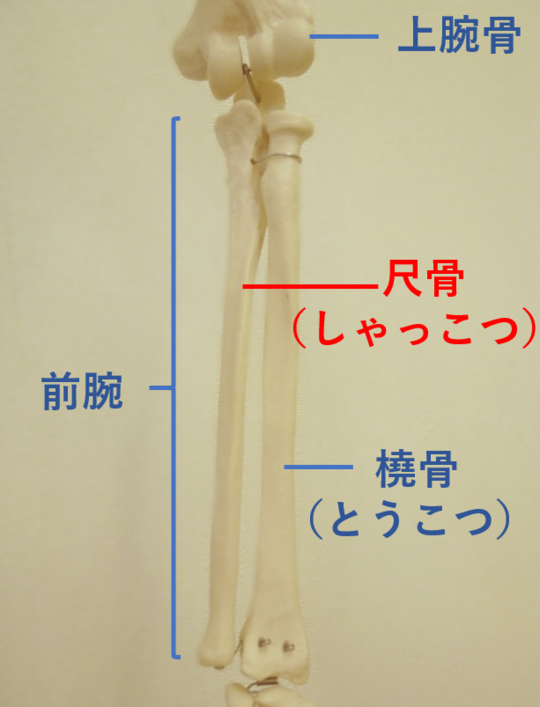 尺骨の骨折と後遺障害 東京都で後遺障害 交通事故なら医療資格保有弁護士のハビリス法律事務所へ