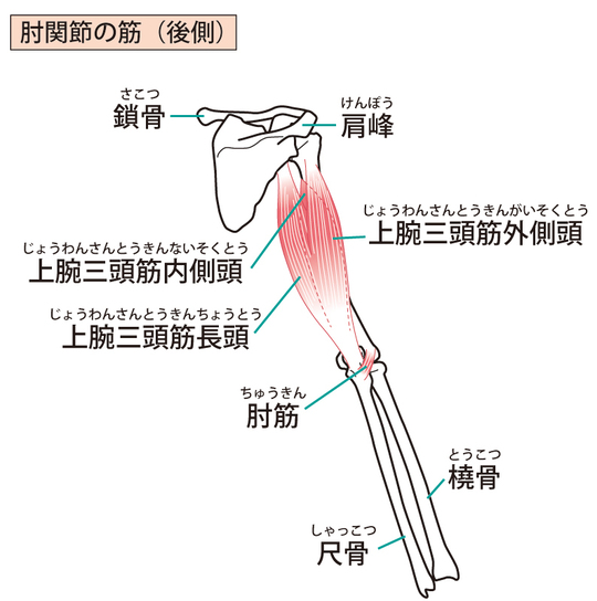 尺骨の骨折と後遺障害 東京都で後遺障害 交通事故なら医療資格保有弁護士のハビリス法律事務所へ